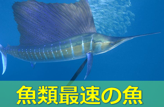 まとめ 魚類最速の魚をご紹介 水槽レンタル神奈川 マリブ 海水専門 メンテナンス
