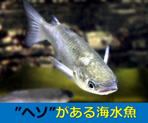 魚にへそ ボラにある へそ の正体 水槽レンタル神奈川 マリブ 海水専門 メンテナンス