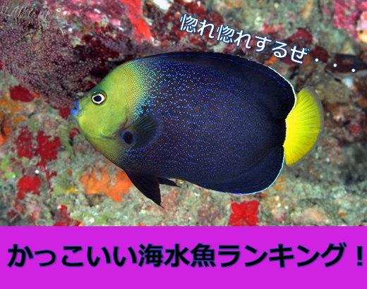 容姿端麗 超絶かっこいい魚の種類ランキングbest5 水槽レンタル神奈川 マリブ 海水専門 メンテナンス