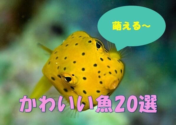 20選 かわいい魚が大集結 胸キュン確定の画像の連続 水槽レンタル神奈川 マリブ 海水専門 メンテナンス