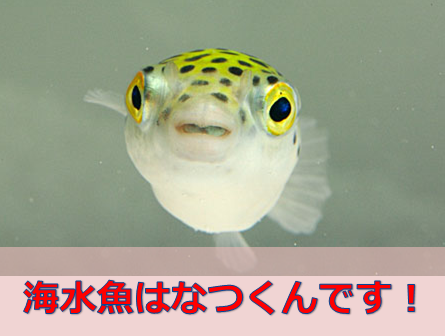 魚はなつくのか プロが伝える驚きの手法 水槽レンタル神奈川