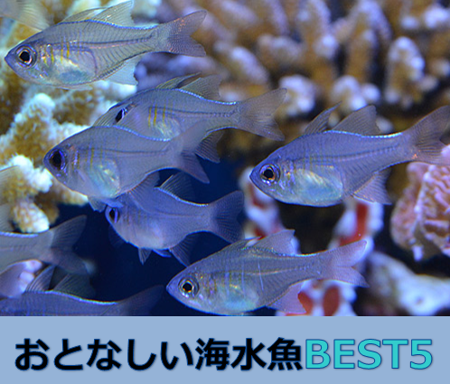 21年決定版 海水魚でおとなしい種類best5 水槽レンタル神奈川 マリブ 海水専門 メンテナンス