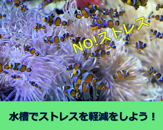 癒やし 観賞魚水槽はストレス軽減に効果的 オフィスに疲れた心に潤いを 水槽レンタル神奈川 マリブ 海水専門 メンテナンス