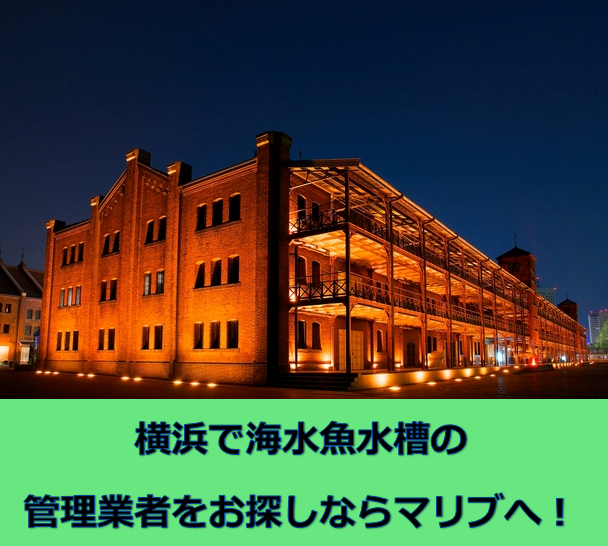 横浜で水槽の管理業者なら海水水槽専門マリブへ 水槽レンタル神奈川 マリブ 海水専門 メンテナンス