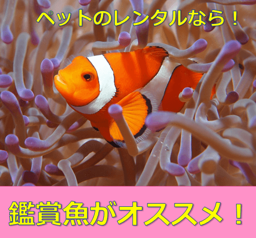 犬だけじゃない ペットをレンタルするなら 魚 が超絶オススメ 水槽レンタル神奈川 マリブ 海水専門 メンテナンス