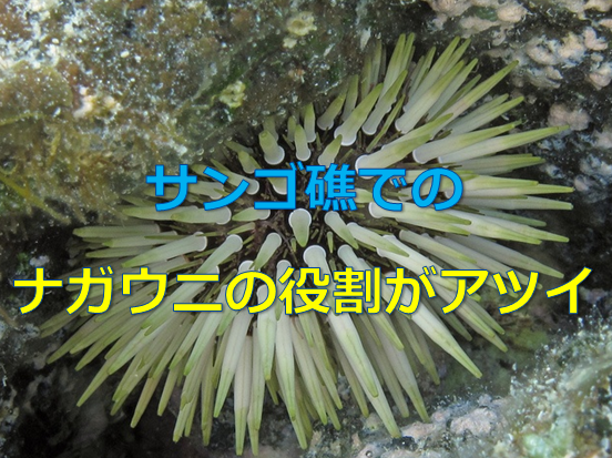 ナガウニ飼育 サンゴ礁で大事な役割を果たしているウニ 水槽レンタル神奈川 マリブ 海水専門 メンテナンス