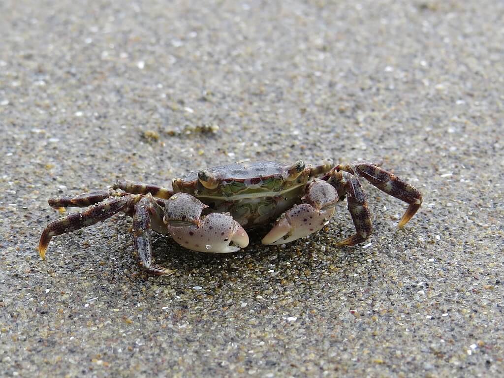 イソガニ 水槽レンタル神奈川 マリブ 海水専門 メンテナンス