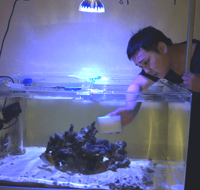 海水専門 神奈川 横浜の海水魚 サンゴ水槽専門レンタル メンテナンスのマリブ