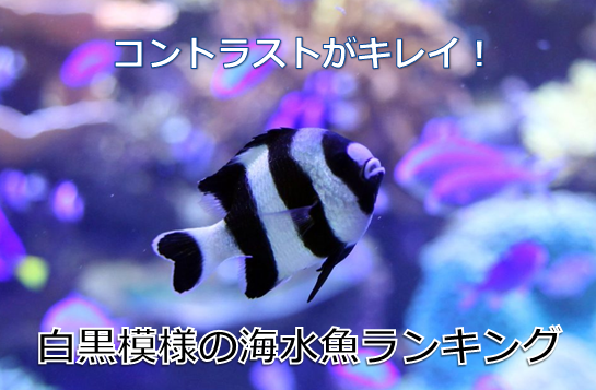 白黒模様の魚ランキングbest5 水槽レンタル神奈川 マリブ 海水専門 メンテナンス