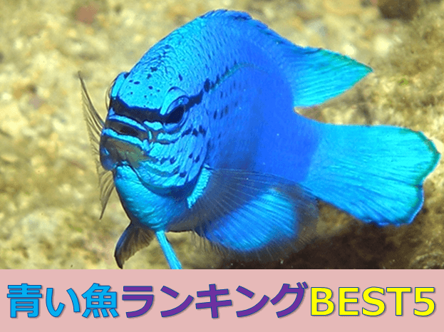 超絶綺麗 青い魚ランキングbest10 水槽レンタル神奈川 マリブ 海水専門 メンテナンス