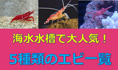 完全網羅 海水水槽で大人気の5種類のエビ一覧 水槽レンタル神奈川 マリブ 海水専門 メンテナンス