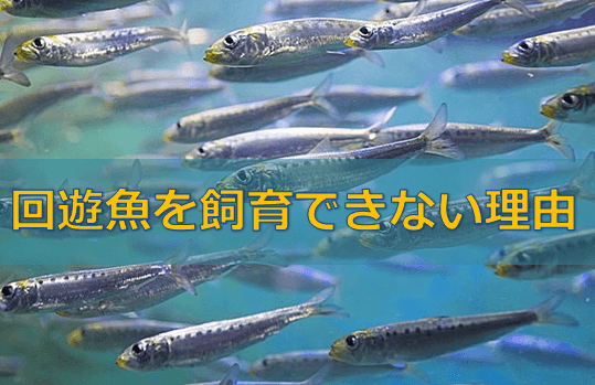完全納得 回遊魚は水槽では飼育できない理由 水槽レンタル神奈川 マリブ 海水専門 メンテナンス