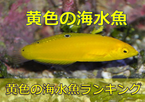 目立つ 黄色 キイロ の魚best5 水槽が映えまくり 水槽レンタル神奈川 マリブ 海水専門 メンテナンス