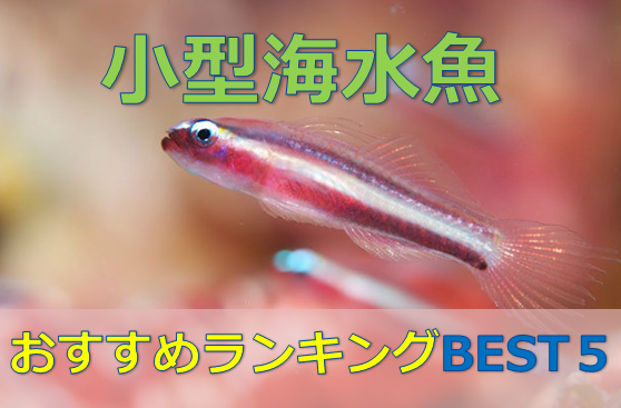 小型水槽に最適 小型海水魚のおすすめランキングbest5 水槽レンタル神奈川 マリブ 海水専門 メンテナンス