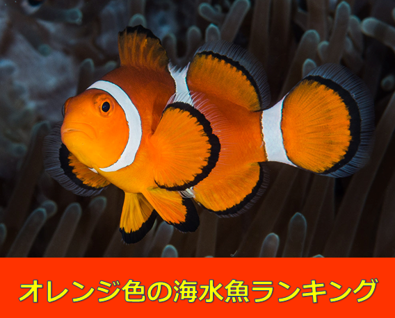 オレンジ色の魚best5 明るく元気な色 水槽レンタル神奈川 マリブ 海水専門 メンテナンス