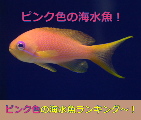 可愛激美 ピンク色の魚10選 あの醜い深海魚も紹介 水槽レンタル神奈川 マリブ 海水専門 メンテナンス