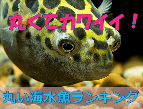プックリ可愛い 丸い魚best3 水槽レンタル神奈川 マリブ 海水専門 メンテナンス