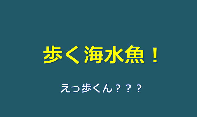 一覧 海底を歩く魚たち 泳ぐんじゃなくて歩くの 水槽レンタル神奈川 マリブ 海水専門 メンテナンス