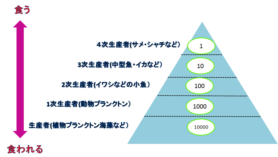 完全版 海の食物連鎖はピラミッド型 水槽レンタル神奈川 マリブ 海水専門 メンテナンス