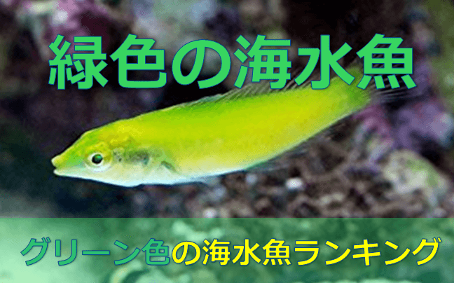 癒やしのグリーン 緑色の魚best3 水槽レンタル神奈川 マリブ 海水専門 メンテナンス