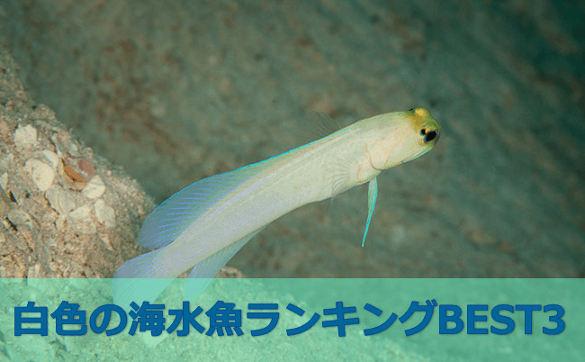 清潔のホワイト 白色の魚ランキングbest3 水槽レンタル神奈川 マリブ 海水専門 メンテナンス