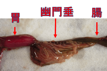 幽門垂 魚の腸の構造 わかりやすくご案内 水槽レンタル神奈川 マリブ 海水専門 メンテナンス