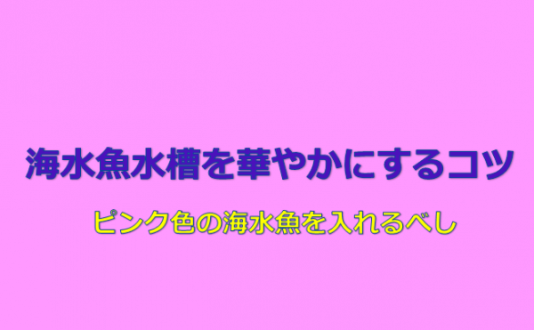 海水魚水槽を華やかにしたいなら ピンク色 が効果的 水槽レンタル神奈川 マリブ 海水専門 メンテナンス