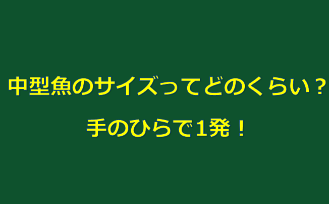 掌で1発 海水魚の中型魚サイズってどれくらい 水槽レンタル神奈川 マリブ 海水専門 メンテナンス