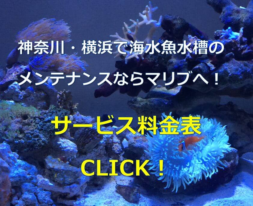 使える！】キンセンハゼの飼育方法！ストライプが綺麗！ | 水槽レンタル神奈川 マリブ【海水専門】 メンテナンス
