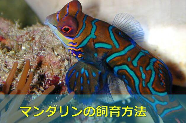 永久保存版 マンダリンフィッシュの飼育方法 超個性的海水魚 水槽レンタル神奈川 マリブ 海水専門 メンテナンス