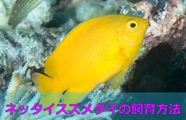 成功ルール ネッタイスズメダイの飼育方法 全身黄色の南国色 水槽レンタル神奈川 マリブ 海水専門 メンテナンス