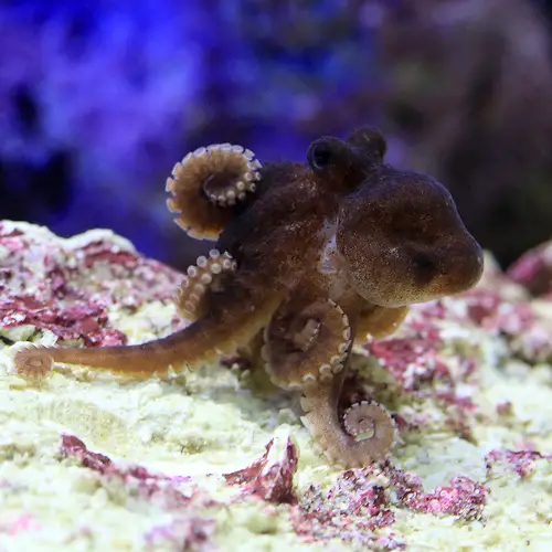 面白雑学 タコの足は頭から生えている 水槽レンタル神奈川 マリブ 海水専門 メンテナンス