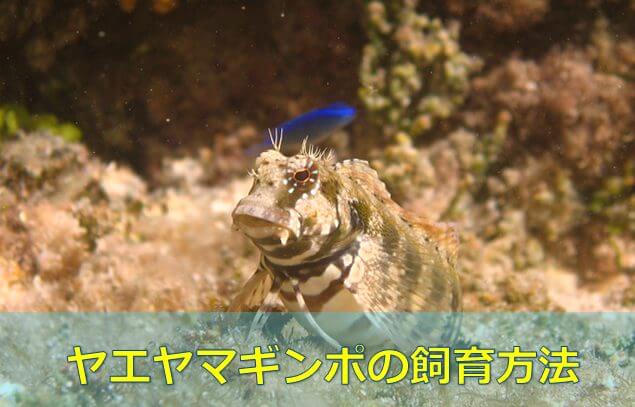 164円 【数々のアワードを受賞】 ヤエヤマギンポ 4-6cm A-0352 海水魚 サンゴ 生体