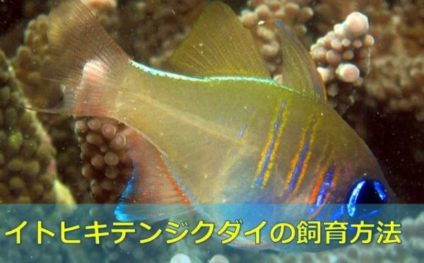 永久保存版 イトヒキテンジクダイの飼育方法 落ち着くと光る 水槽レンタル神奈川 マリブ 海水専門 メンテナンス
