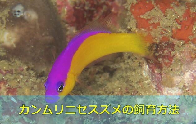長生きさせる カンムリニセスズメの飼育方法 黄 紫のハーモニーが素敵 水槽レンタル神奈川 マリブ 海水専門 メンテナンス