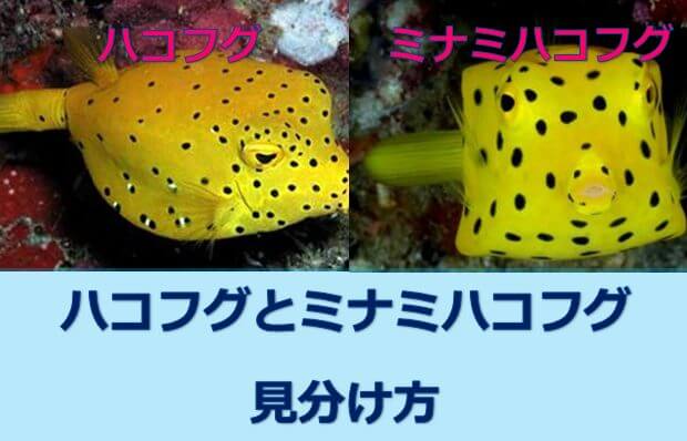 幼魚 ハコフグとミナミハコフグの見分け方 水槽レンタル神奈川 マリブ 海水専門 メンテナンス