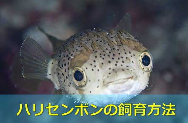 ハリセンボン Porcupinefish Japaneseclass Jp