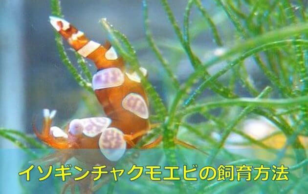 プロが教える イソギンチャクモエビの飼育方法 小型で可愛い 水槽レンタル神奈川 マリブ 海水専門 メンテナンス