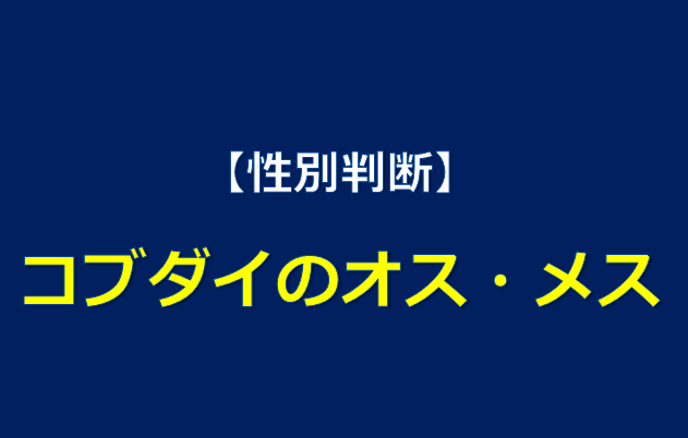 性別 コブダイのオス メスの見分け方 水槽レンタル神奈川 マリブ 海水専門 メンテナンス