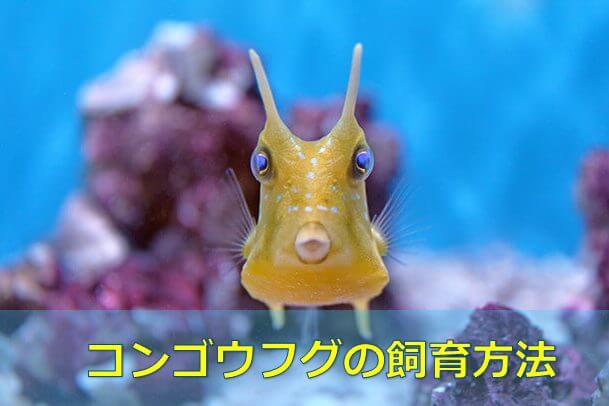 永久保存版 コンゴウフグの飼育方法 かわいい 水槽レンタル神奈川 マリブ 海水専門 メンテナンス
