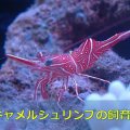 保存版 オトヒメエビの飼育方法 凶暴だけど憎めない 水槽レンタル神奈川 マリブ 海水専門 メンテナンス