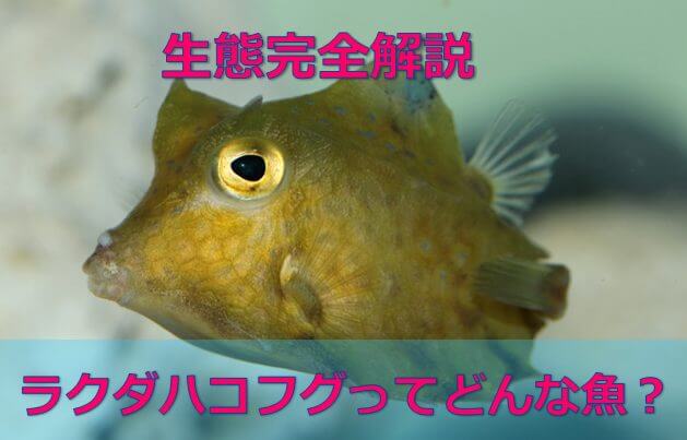 生態完全解説 ラクダハコフグとはどんな魚 水槽レンタル神奈川 マリブ 海水専門 メンテナンス