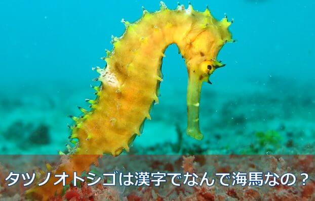 わかりやすい タツノオトシゴが漢字で海馬の理由 水槽レンタル神奈川 マリブ 海水専門 メンテナンス