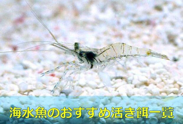 プロおすすめ 海水魚の 生餌 種類別一覧 魚 エビ 貝など全網羅 水槽レンタル神奈川 マリブ 海水専門 メンテナンス