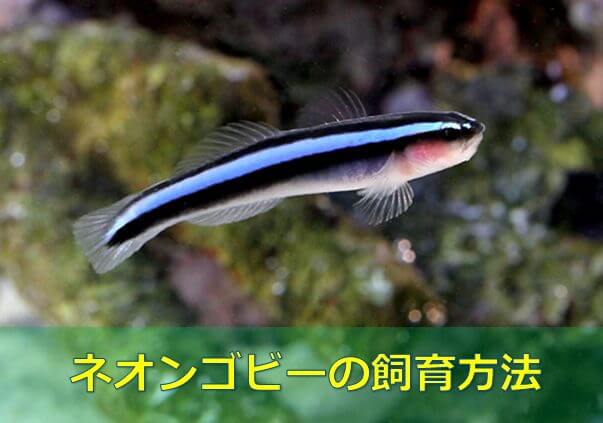 プロ直伝 ネオンゴビーの飼育方法 キラッと青く光る美魚 水槽レンタル神奈川 マリブ 海水専門 メンテナンス
