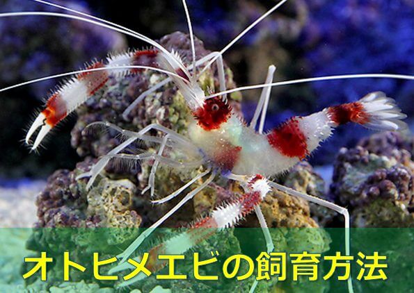 保存版 オトヒメエビの飼育方法 凶暴だけど憎めない 水槽レンタル神奈川 マリブ 海水専門 メンテナンス