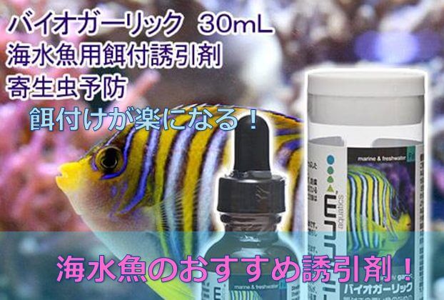 餌付け楽々 海水魚のおすすめ誘引剤 ニンニクパワー 水槽レンタル神奈川 マリブ 海水専門 メンテナンス