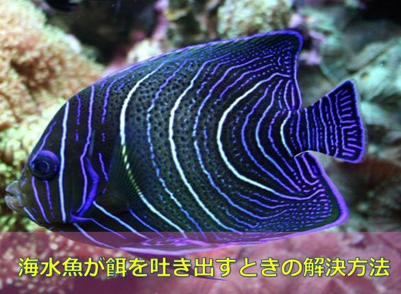コツ伝授 海水魚が急に餌を吐き出すときの解決方法 水槽レンタル神奈川 マリブ 海水専門 メンテナンス