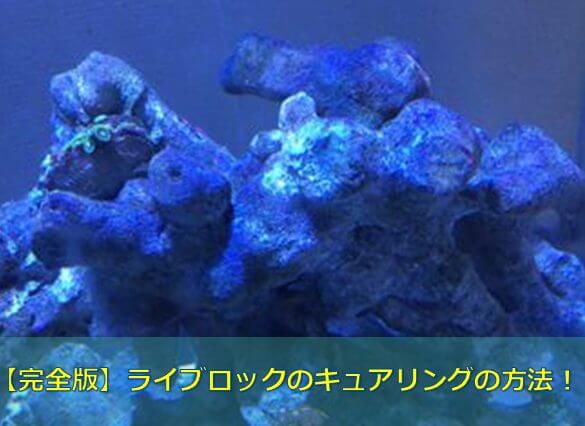 完全版 ライブロックのキュアリングの方法 水槽レンタル神奈川 マリブ 海水専門 メンテナンス