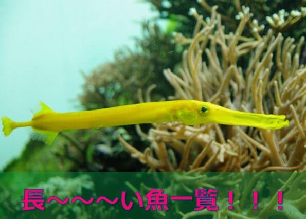 15選 長 い魚の種類一覧 水槽レンタル神奈川 マリブ 海水専門 メンテナンス
